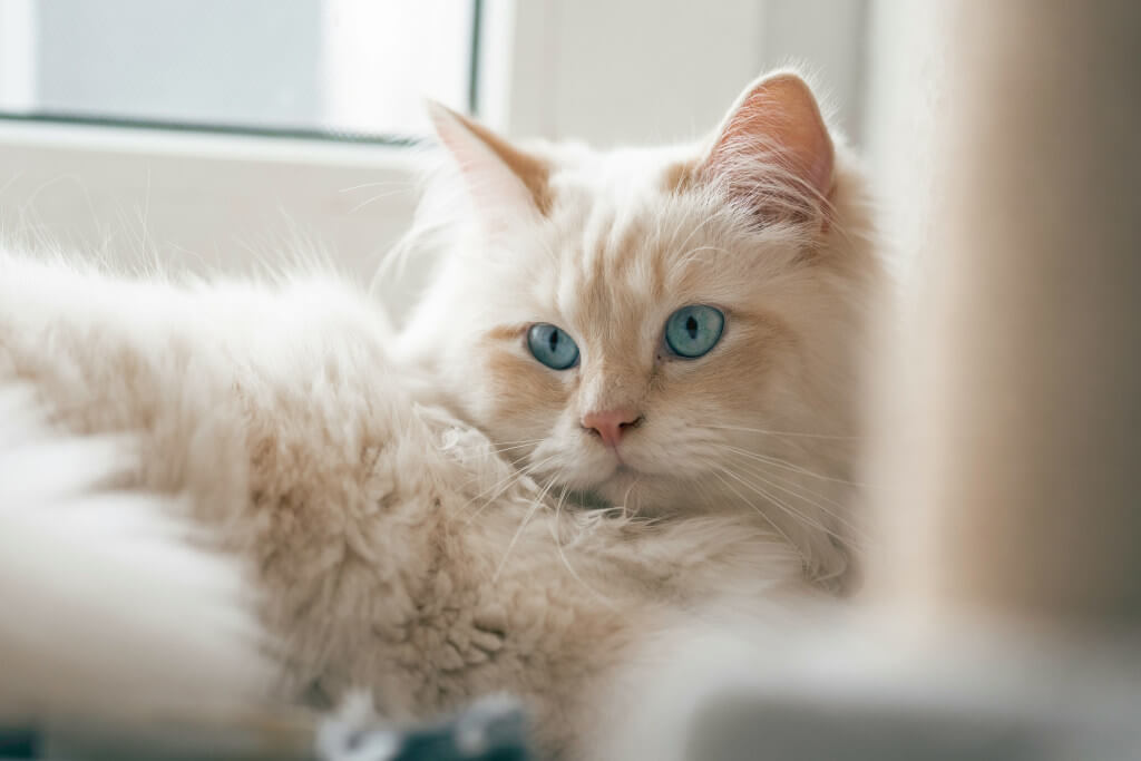 Birman Cats - Gentle Companions for Canadian Families